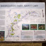 Biebrzański Park Narodowy (6)